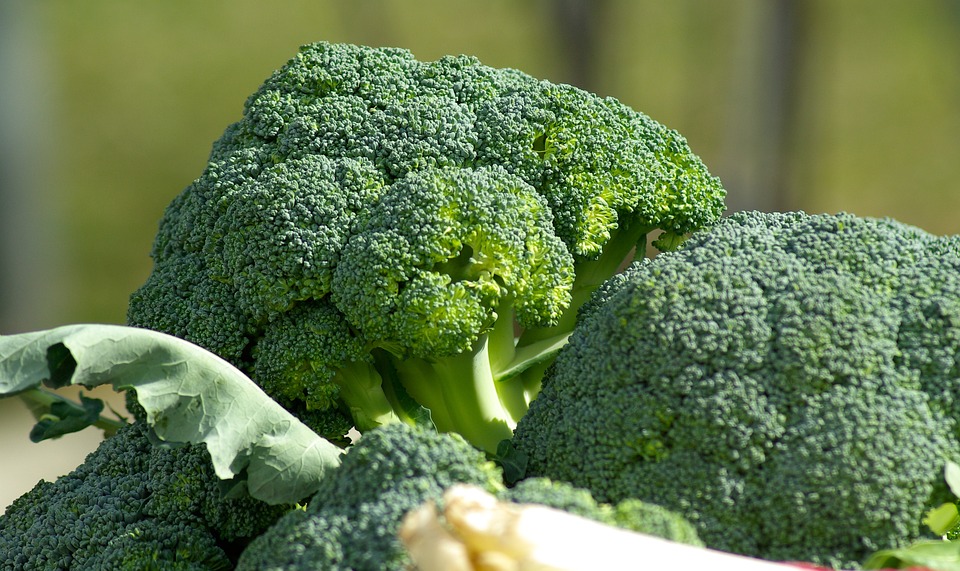 Quais os Benefícios do Brócolis?